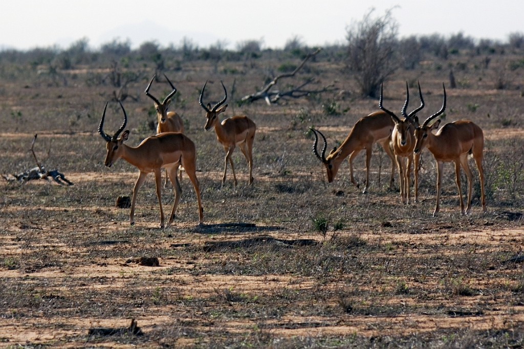 Kenia (302).jpg